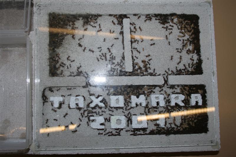 taxomara 2007 (29)